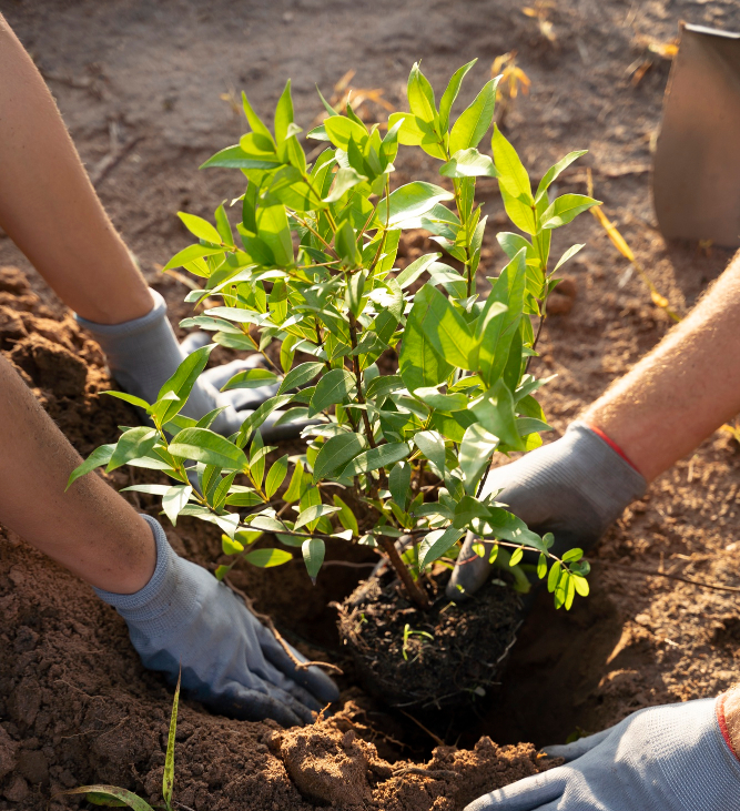 Discount Trees and Shrubs